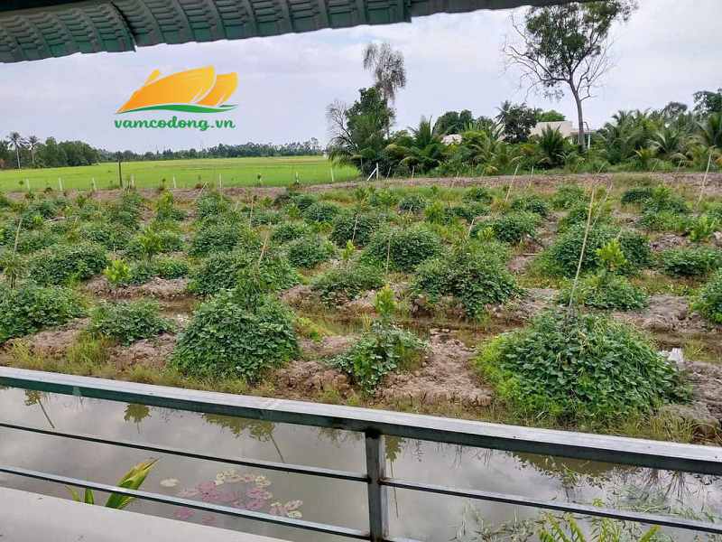 27.392.01 8758m2 đất có 235m2 thổ cư MT sông Vàm Cỏ Đông